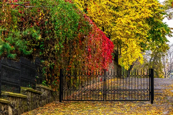 Höstens stadsbilden efter regn, med gulnade träden och gatan lampa — Stockfoto