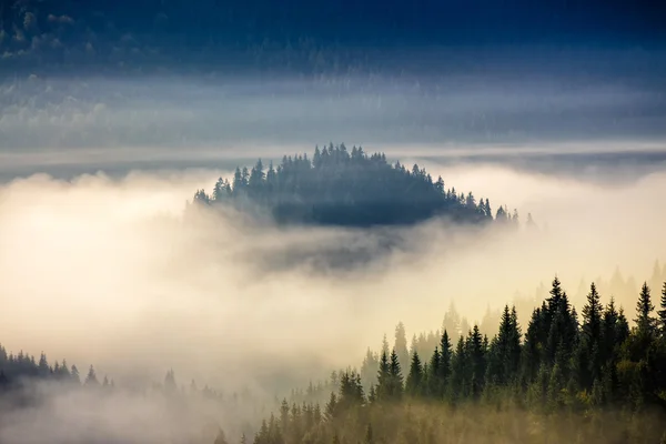 Barrskogen på en bergssluttning i dimmiga bergen vid soluppgången — Stockfoto