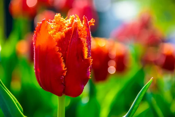 Red tulip on green blurred background — Stock Photo, Image