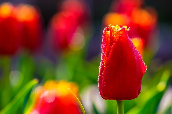 Red tulip on green blurred background — Stock Photo, Image