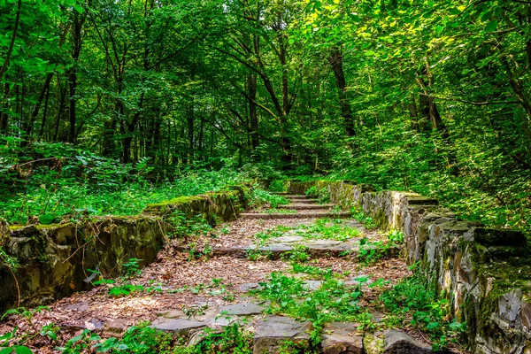 Stone steps through the park with foliage — Stock Photo, Image