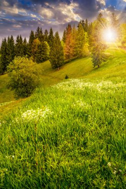 gün batımında dağ çayır hillside orman