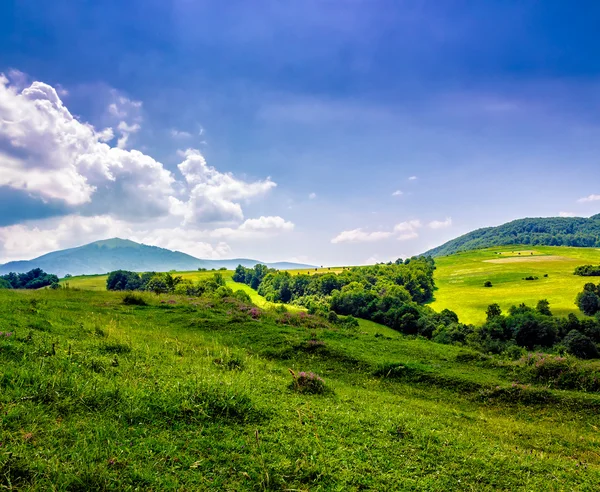 曇り空の下で丘の中腹に山の牧草地の近くの木 — ストック写真
