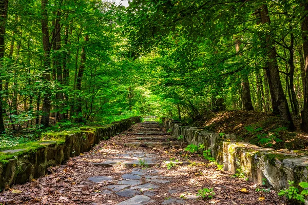 Stone steps through the park with foliage — Stock Photo, Image