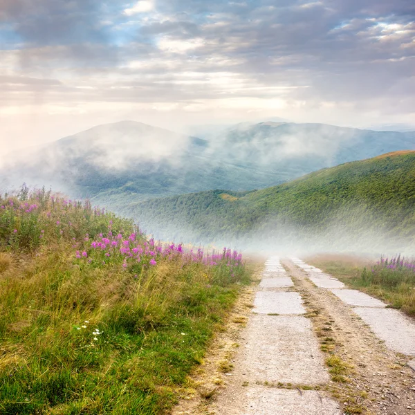 Wild flowers on the hillside at sunrise — Stock Photo, Image