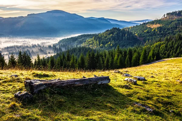 Naaldhout bos in mistige Roemeense bergen — Stockfoto
