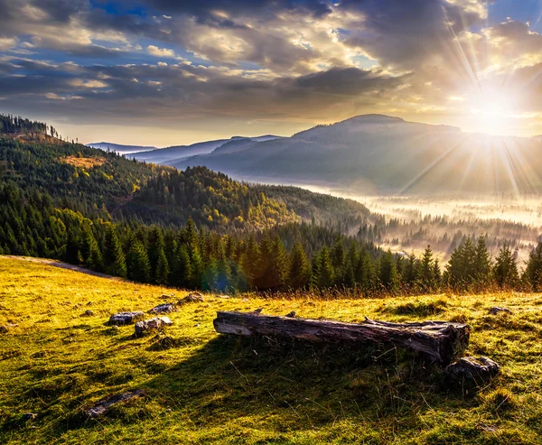 Forêt de conifères dans les montagnes roumaines brumeuses au coucher du soleil — Photo