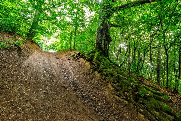 Derin eski orman yolunu — Stok fotoğraf