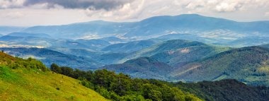 bir dağ yamacında iğne yapraklı orman