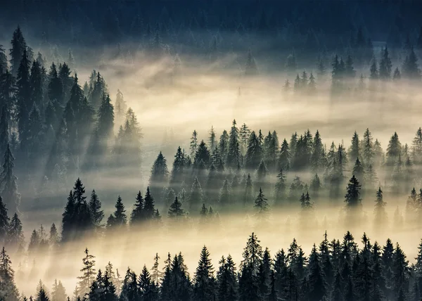 Coniferous forest in foggy mountains — Stock Photo, Image