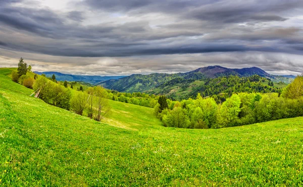 Сільський луг з деревами в горах — стокове фото