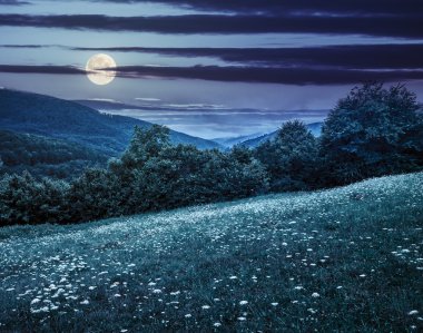 hillside çayır dağ orman