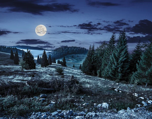 Forêt de conifères sur une colline dans les montagnes brumeuses la nuit — Photo