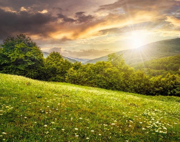 Forest on hillside meadow in mountain — Stock Photo, Image