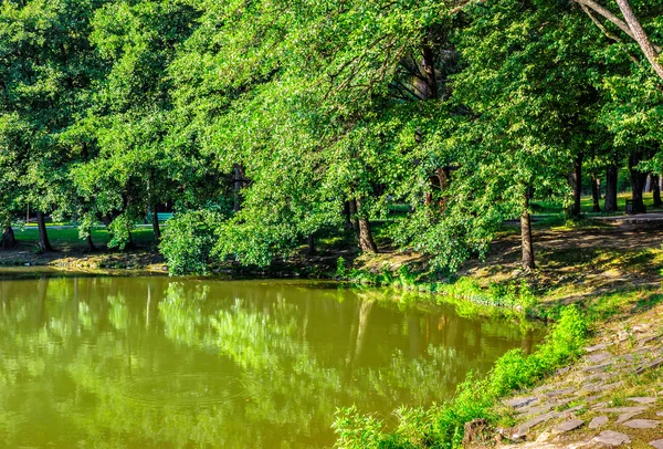 Alberi vicino a uno stagno nel parco della città — Foto Stock