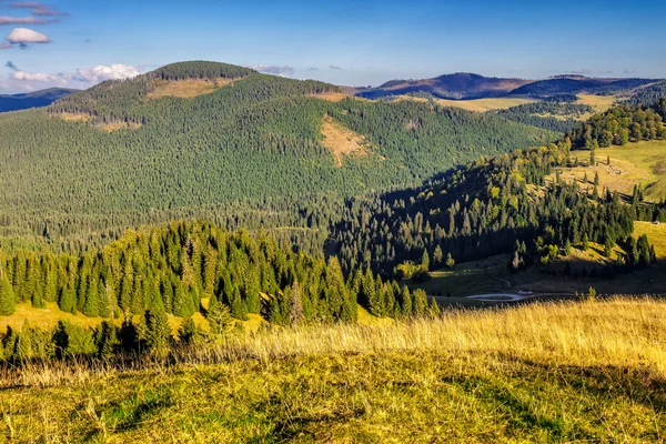 bir dağ yamacında iğne yapraklı orman
