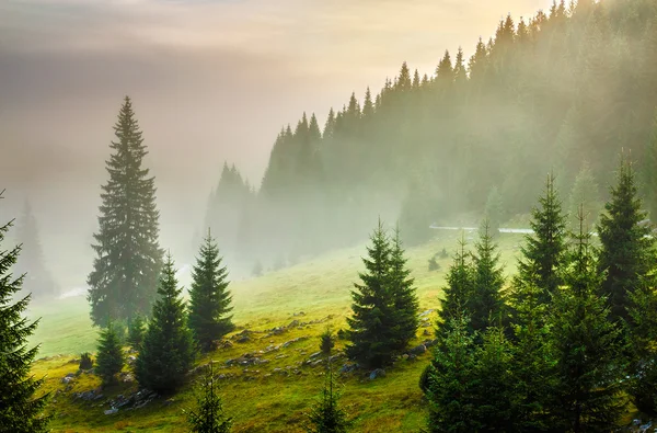 枞树之间在雾在日出前的山坡的草地上 — 图库照片