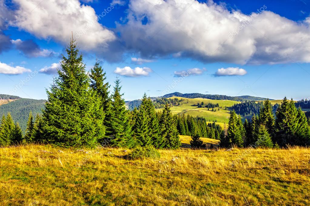 Bosco di conifere nel classico di montagna dei Carpazi paesaggio