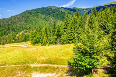 bir dağ yamacında iğne yapraklı orman