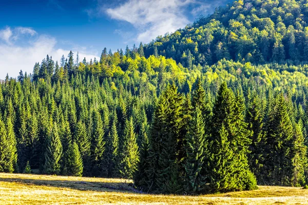 Foresta di conifere su una collina di montagna — Foto Stock