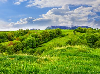 dağ hillside çayır üzerinde meyve bahçesi