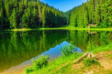 Orman Gölü yakınındaki taze sabah