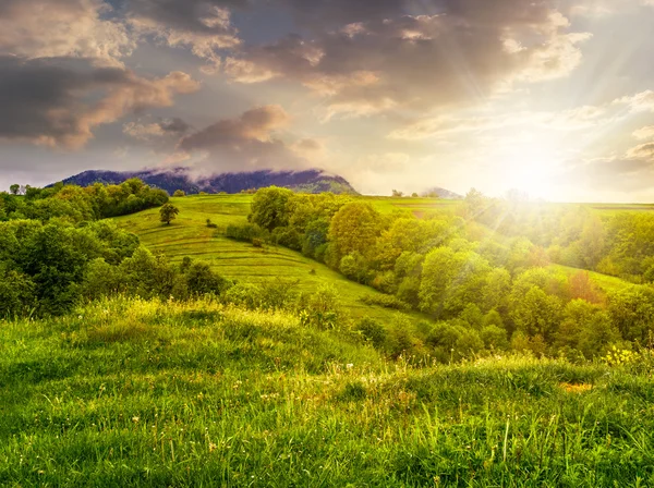 Fruit garden on hillside meadow in mountain at sunset — Stock Photo, Image