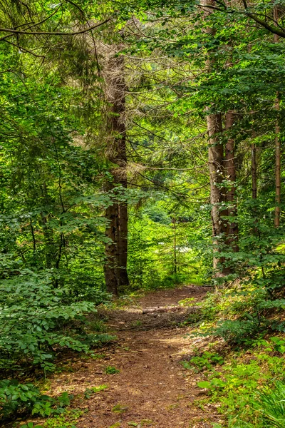 Caminho florestal estreito em uma floresta conífera — Fotografia de Stock