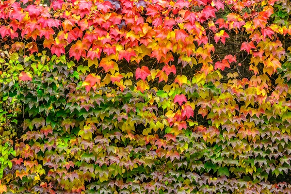 Plant with red leaves on stone wall — Stock Photo, Image