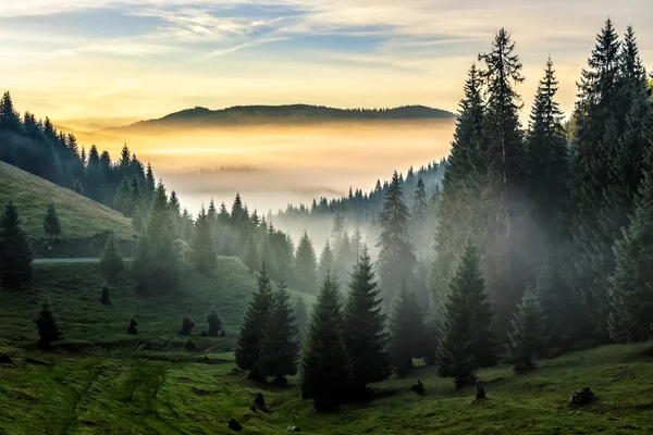 Ομίχλη στην καυτή Ανατολή του ηλίου στο δάσος — Φωτογραφία Αρχείου