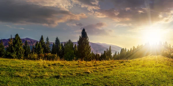 Granskog på sluttning vid solnedgången — Stockfoto