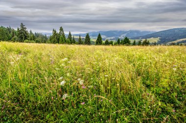 otlar, ağaçlar dağ alanında büyük çayır