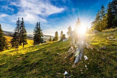 gün batımında sisli dağlarda bir yamaca iğne yapraklı orman