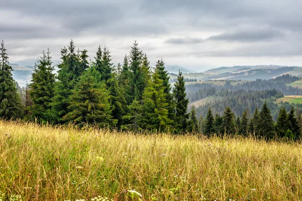Prado grande con hierbas, árboles en la zona de montaña — Foto de Stock