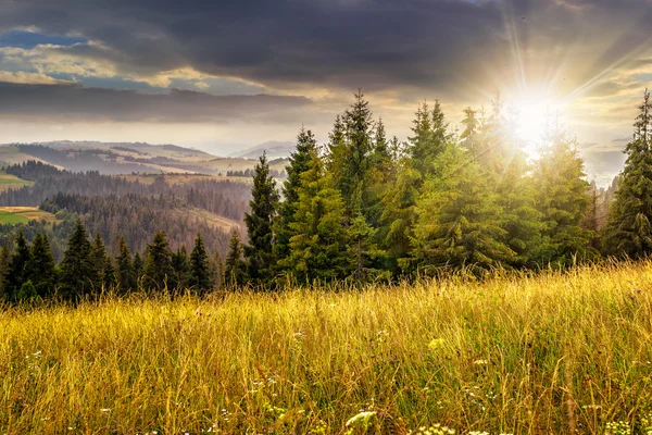 Große Wiese mit Kräutern, Bäume im Gebirge bei Sonnenuntergang — Stockfoto