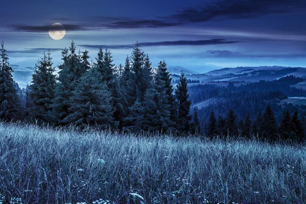 Grande prairie avec des herbes, des arbres dans la zone de montagne la nuit — Photo