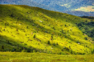 hillside çayır dağ orman