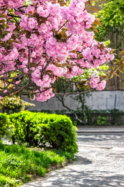 Roze ochtendschemering sakura bloemen straat — Stockfoto