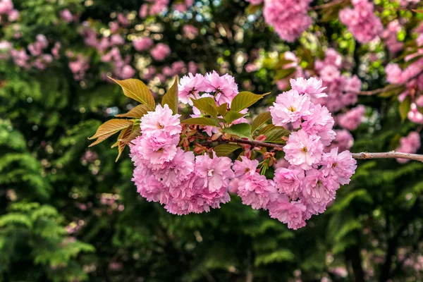 Bud Sakura flowers on blurred background of green pine needles a — Stock Photo, Image