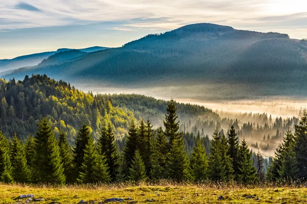 Nebel über heißem Sonnenaufgang im Wald — Stockfoto