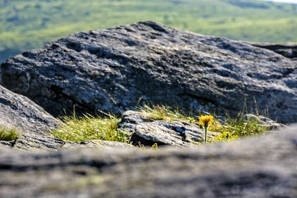 Diente de león entre las rocas en la ladera de la colina — Foto de Stock