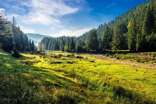 A hegy lejtőjén tűlevelű erdő — Stock Fotó