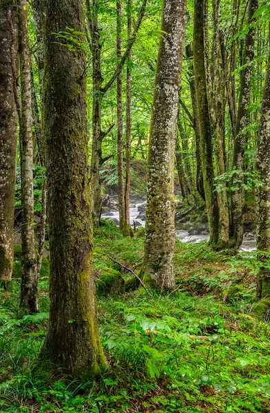 Waldbach inmitten uralten Waldes — Stockfoto