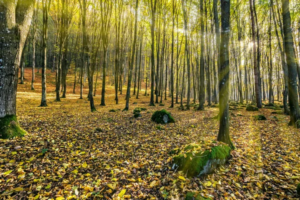 Nebliger Herbstwald in Sonnenstrahlen — Stockfoto