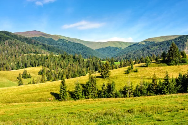 Świerkowego lasu na łąki górskie — Zdjęcie stockowe