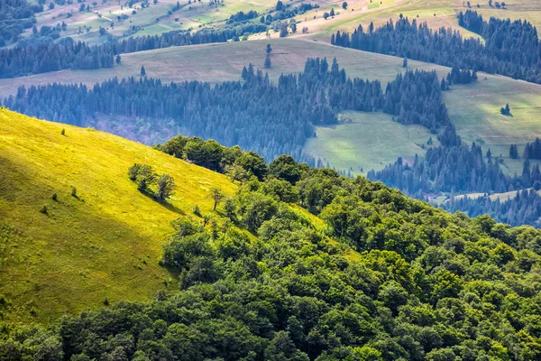 Skog och äng på en kulle sida — Stockfoto