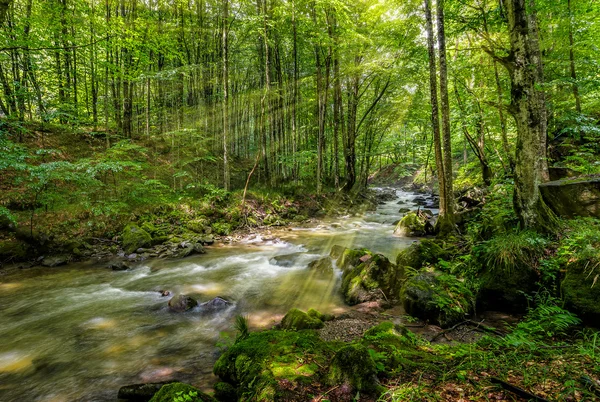 Ruscello di montagna nella foresta verde — Foto Stock