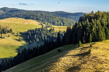 bir dağ tepe tarafında çam ormanı