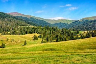 dağ çayır Ladin ormanı