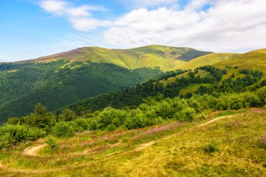 hill side çayır yaz aylarında yol